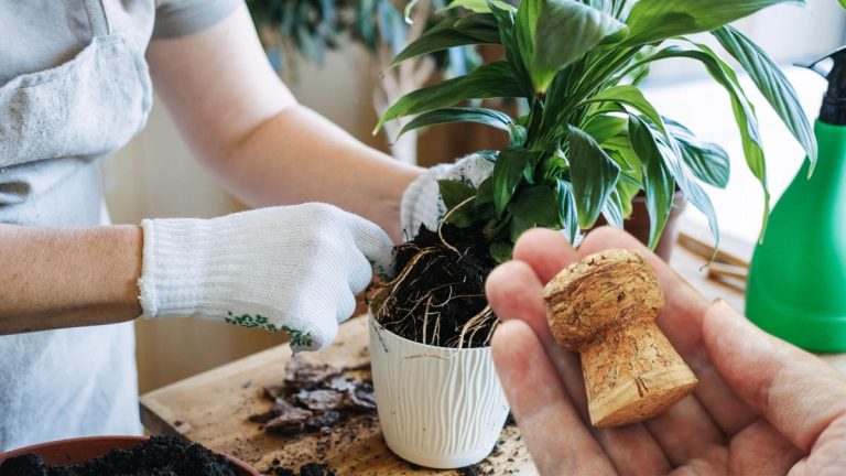 Jardin : transformez vos vieux bouchons de liège en des alliés précieux pour vos plantes avant le printemps !