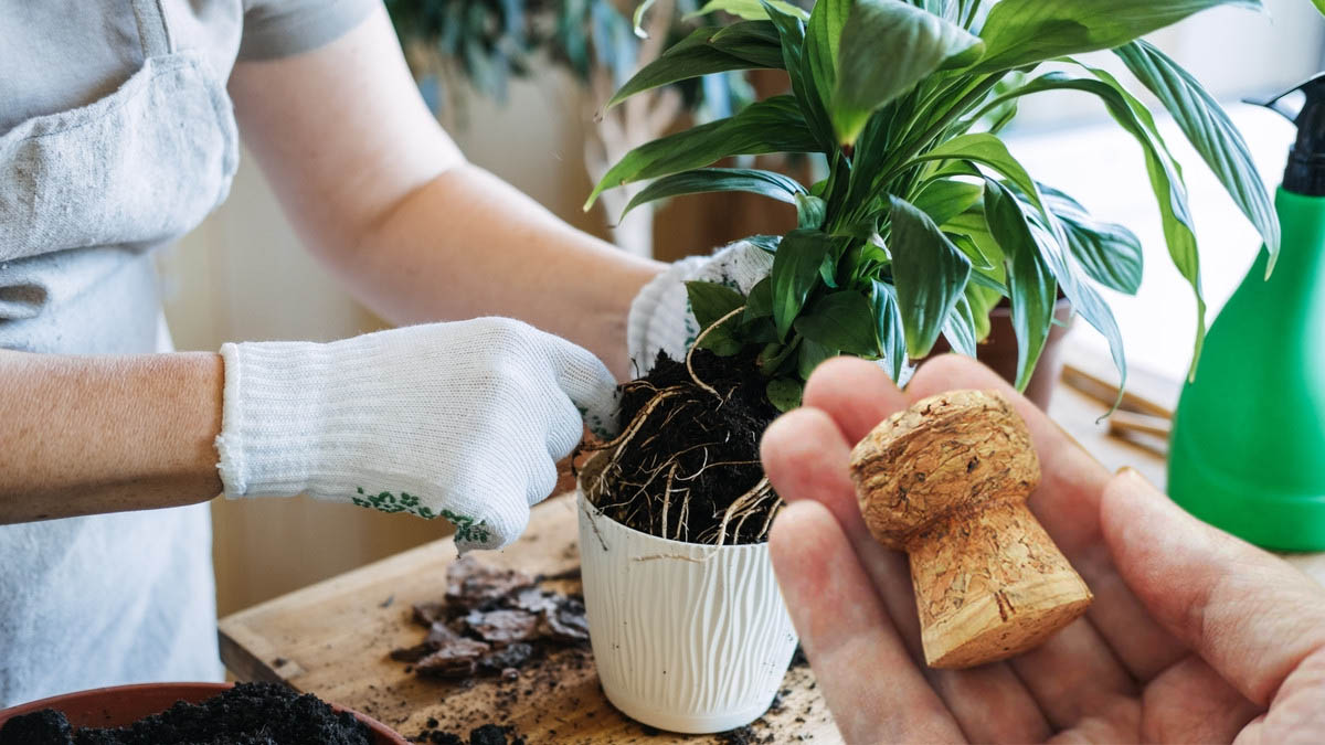 Jardin : transformez vos vieux bouchons de liège en des alliés précieux pour vos plantes avant le printemps !