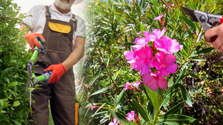 Tailler les lauriers au printemps : 3 astuces de pro pour chouchouter vos arbustes