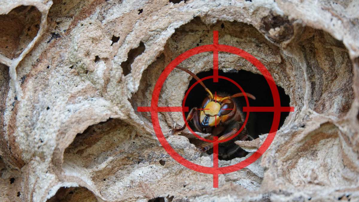 Frelon asiatique : Ce Français (pas comme les autres) crée un piège bluffant à réaliser chez soi facilement