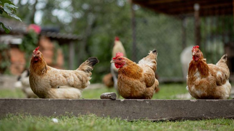 Propriétaires de poules : cette amende salée pourrait vous tomber dessus en 2025 à cause d'un simple détail