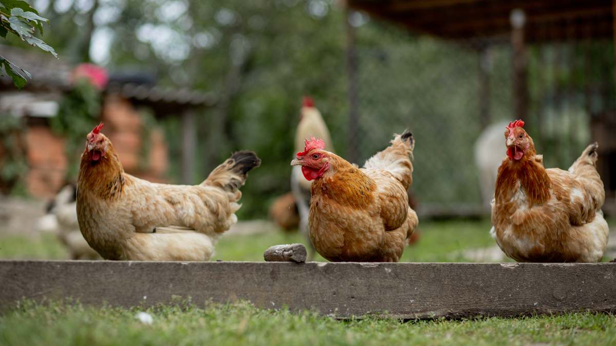 Propriétaires de poules : cette amende salée pourrait vous tomber dessus en 2025 à cause d'un simple détail
