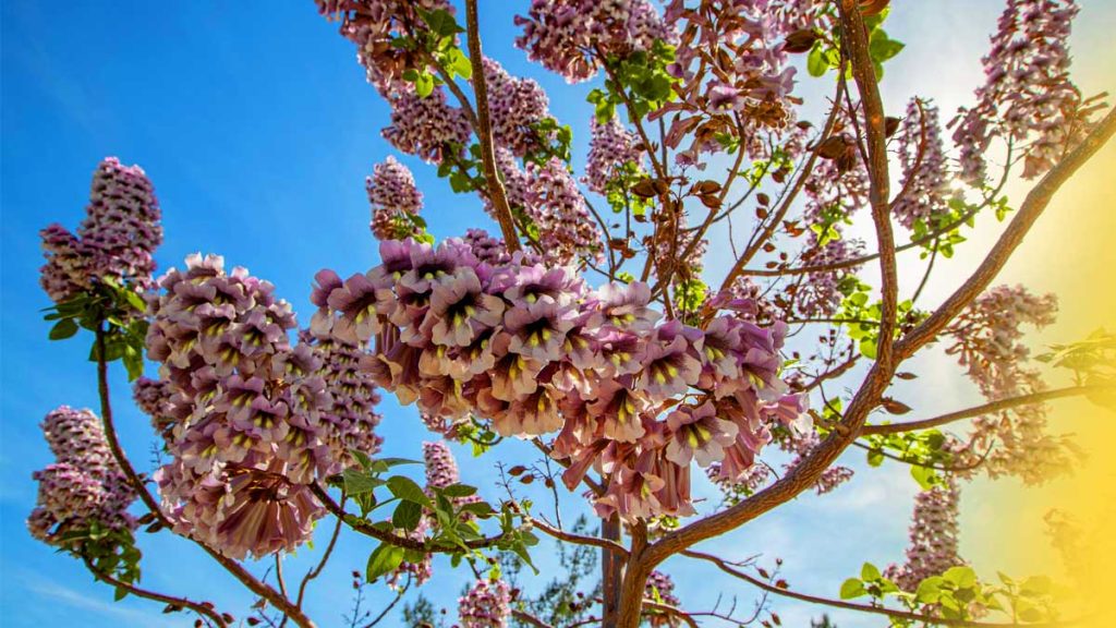 Cet arbre grandit à une vitesse folle et métamorphose votre jardin en ...